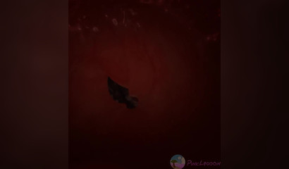 Furry animals lusting after raw anal sex 3D