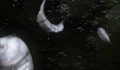 Slime monster fucks a young girl with a good body shape