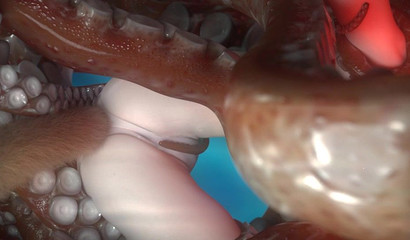 Huge octopus fucks with tentacles cute girl underwater