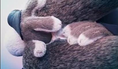 Judy Hopps wants to milk Zootopia out of your cock