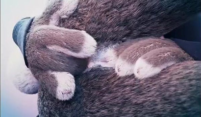 Judy Hopps from Zootopia gets her asshole penetrated